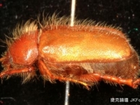台北植物園發現的「台北脊頭鰓金龜」被認定爲世界新品種