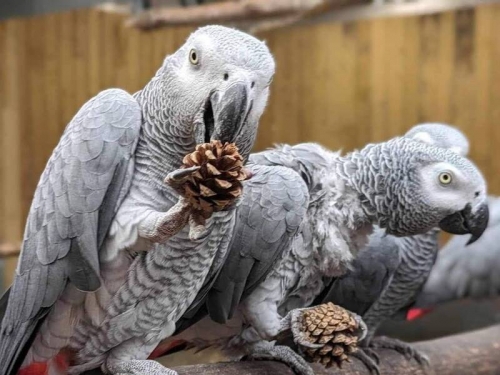 8隻灰鸚鵡愛飆髒話還譙遊客 英國動物園怒了「隔離薰陶」