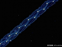 深不可測的黑水深處，發現海精靈存在