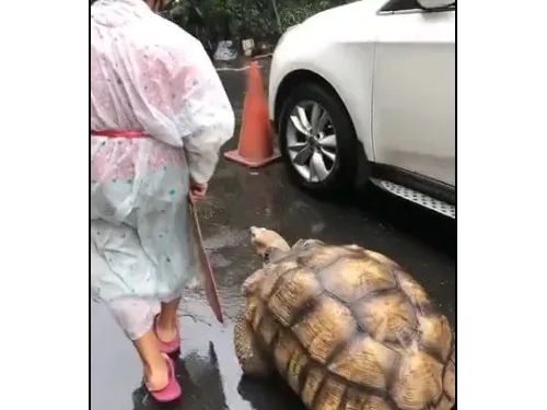阿嬤養的就是不一樣！「牠」逛大街全場驚奇 網笑：真金孫