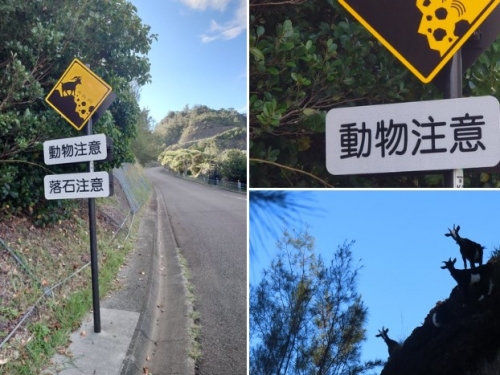路標警告「小心山羊扔石頭」他不屑 往上一看秒頭皮發麻