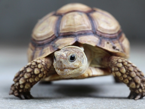 烏龜脫殼 他30秒撕13片「海苔」 療癒畫面吸百萬人朝聖