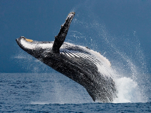 鯨魚「末日吼聲」瞬飆16度 超震撼現身 泳客狂抖