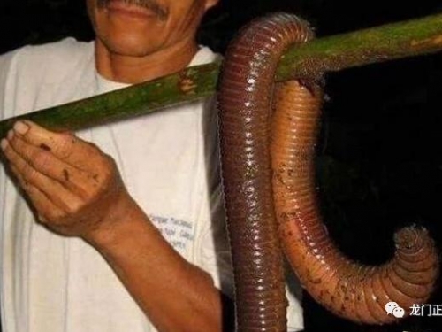 世界上最大的蚯蚓，澳大利亞巨型蚯蚓體長3米(手臂一樣粗)