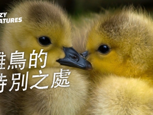 雛鳥有什麼特別的地方？| 奇怪動物紀錄片