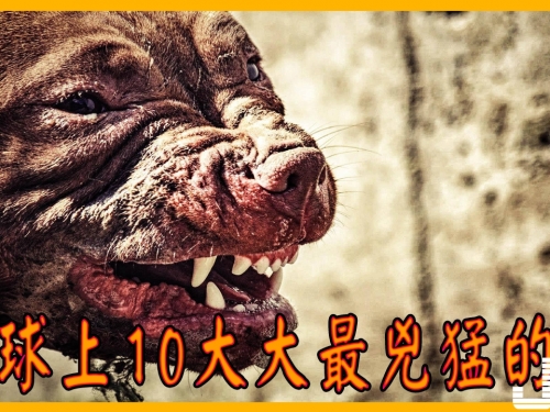 地球上10大最兇猛的狗，藏獒第五，高加索犬第四，第一真厲害