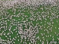 無人機捕捉到紐西蘭牧羊的壯觀景象，實在是太酷了∼