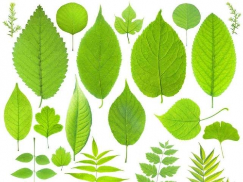 奇妙的植物葉子，養活了自身的同時，還“創造”了整個生物世界!