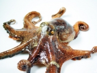 科學家驚人研究：章魚基因不屬於地球生物
