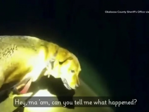 老婦散步跌倒受傷 聰明愛犬找上警方救人畫面曝光