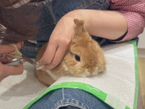 不想剪指甲！寵物兔氣噗噗「雙耳比X」 抗議萌樣融化百萬網友