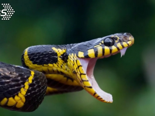 菲律賓驚現「4腳怪蛇」攻擊性超強！村民都嚇壞了