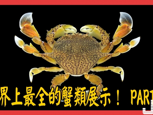 你真的瞭解螃蟹嗎？世界上最全的蟹類展示 都在這裡！PART 1