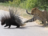 動物集錦 花豹逗豪豬[14P]