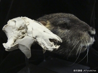 改寫歷史！發現恐龍時代第2大哺乳動物　長得像土撥鼠