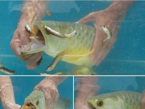 買魚回家卻鬧絕食 他急扳開嘴呆住：金龍吐珠