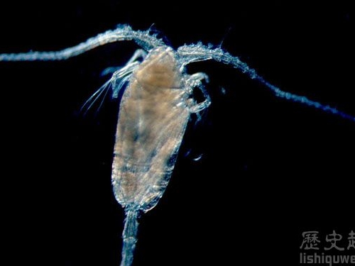 世界上最強壯的生物竟然是它！