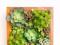 多肉植物種在牆上竟然這麼美！想種一幅「多肉」畫嗎？其實很簡單