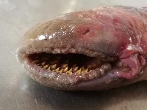 吸血鬼魚」現蹤沙灘 滿嘴尖牙 存在地球4億年