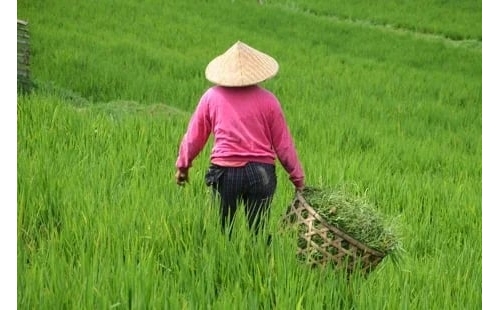 出門耕種卻再也回不了家 印尼55歲婦遭7公尺巨蟒活吞
