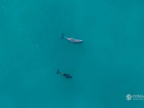新希望！2年前史上首見滅絕警報 墨西哥發現小頭鼠海豚新生幼豚