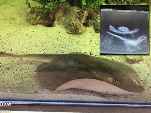 是誰的種？美國水族館魟魚離奇懷孕 網友搶著當爹