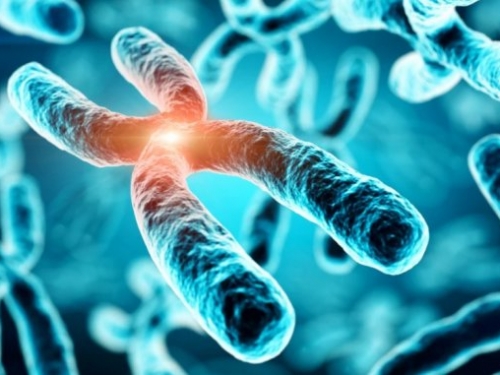 哈佛研究人員找到恢復端粒長度的方法，有望反轉細胞老化過程