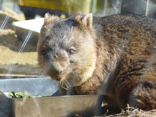 日動物園超萌袋熊滿33歲 獲金氏紀錄認證「史上最長壽」