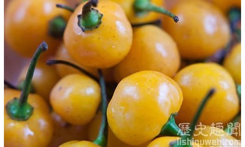 世界上最貴的辣椒:每公斤35000美刀!