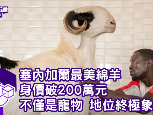 塞內加爾最美綿羊 身價破200萬元 不僅是寵物 身分地位終極象徵