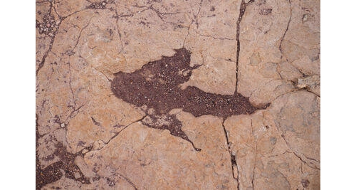 世界最大「1.6萬恐龍足跡」驚人發現 空拍壯觀三指腳印