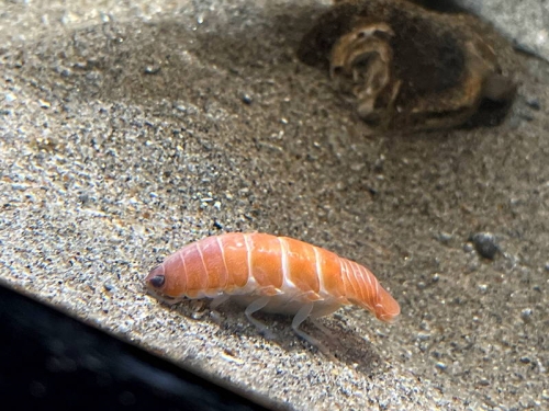真的不是鮭魚！日水族館展新物種深海蝦 外型讓人「看了好餓」