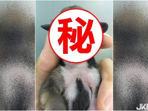 獨眼狗狗一生下來就沒口鼻 最終缺氧夭折