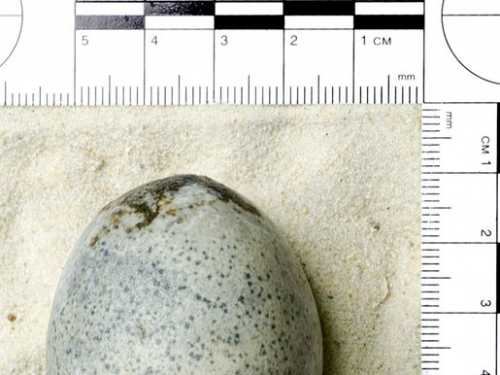 世界最古老鳥蛋！保存1700年驚見「蛋黃還在」