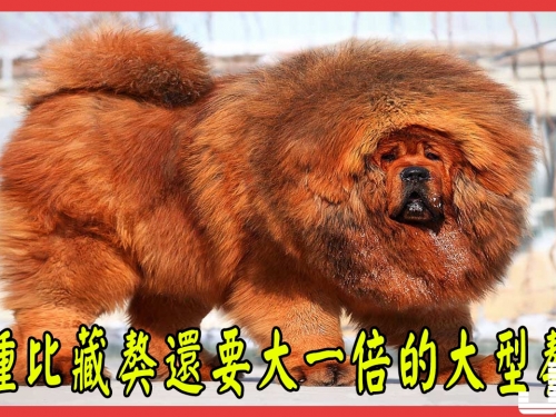 一種比藏獒還要大一倍的大型獒犬，看起來簡直像一頭獅子