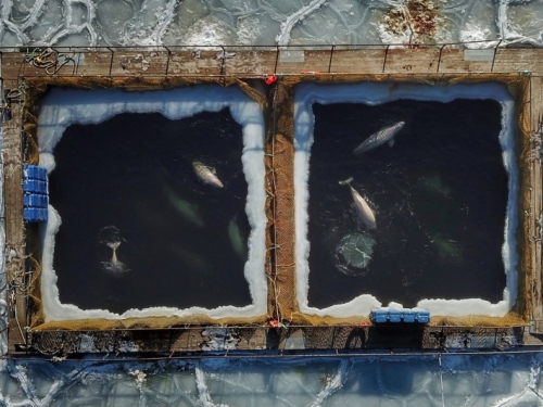 曾關上百隻鯨魚 俄國「鯨魚監獄」放生完最後一批白鯨