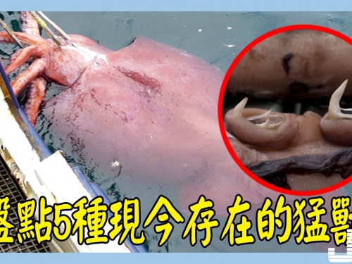 盤點5種現今存在的猛獸，第4種分佈中國，接近滅絕