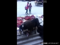 母牛看到一堆牛肉后，驚人舉動！