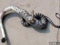 怪！菲男大掃除　驚見一條「有腿巨蛇」