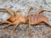 全球最大的“食人”巨蛛——駱駝蜘蛛！你敢惹？