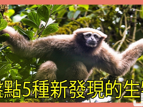 盤點5種新發現的生物，第3種曾被混雜認錯