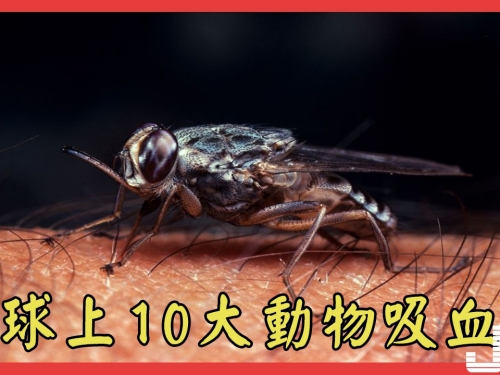地球上10大動物吸血鬼，第一有“巴西的吸血鬼”之稱，第八中國傳統特效藥