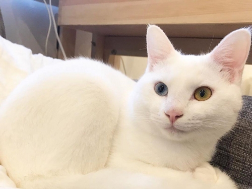 膽小者慎入！貓皇做了「這件事」讓飼主嚇到不行...