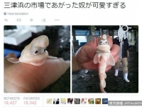 威斯帕是你？日推特瘋傳怪魚照　激似《妖怪手錶》角色