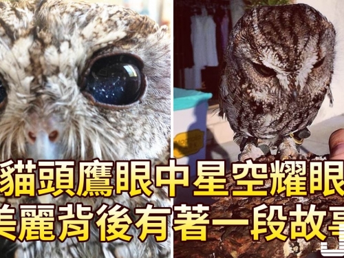 貓頭鷹眼中星空耀眼，美麗背後有著一段故事