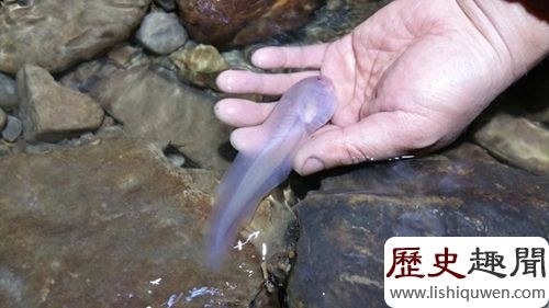 世界上最大的的蝌蚪:長成了不合理的蛙
