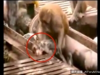 同伴觸電昏死　猴子施作CPR搶救20分鐘