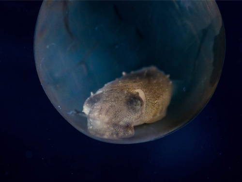 海底發現巨大異形蛋 沒有生物敢靠近 專家揭驚人奧秘