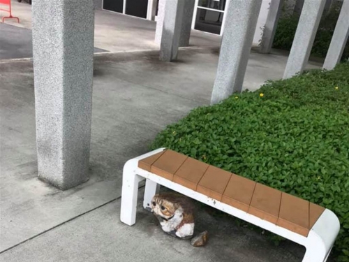 流浪貓無辜躲椅下 女不忍上前關心眼淚秒乾：欺騙貓奴