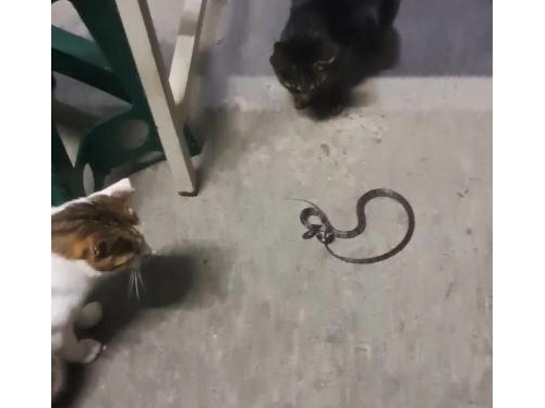 「貓的報恩」真實版！野貓軍團巡邏中市派出所「抓蛇」獵捕畫面曝